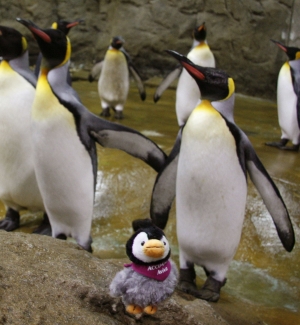 Pingy auf Entdeckungstour 1